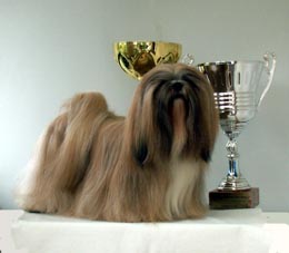 Lhasa Apso