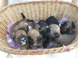Lhasa Apso