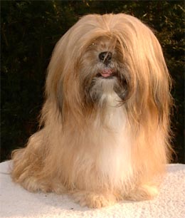 Lhasa Apso