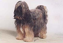 Tibet Terrier