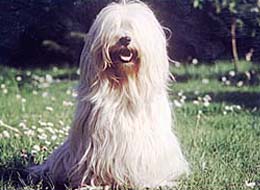 Tibet Terrier