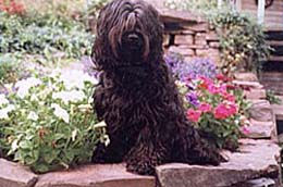 Tibet Terrier