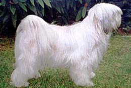 Tibet Terrier